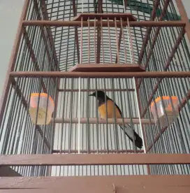 Murai batu betina