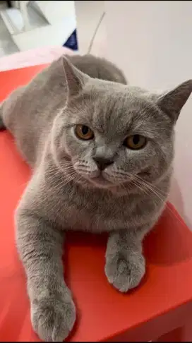 Kucing British Short Hair
