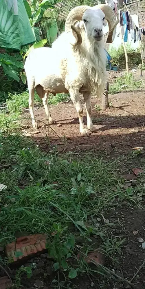 Domba kuring putih mulus dan seksi