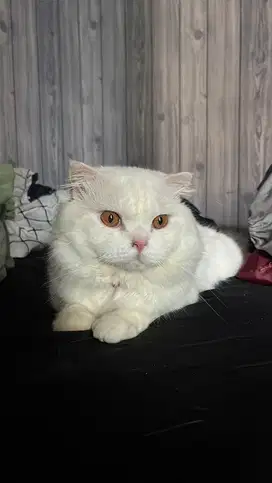Jasa pacak kucing