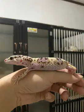 leopard gecko jantan