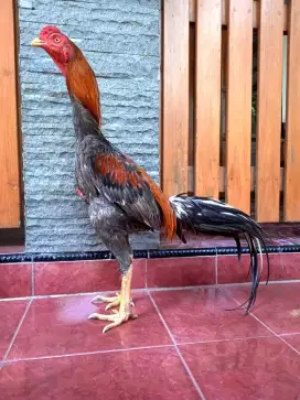 Ayam Bangkok Selatan