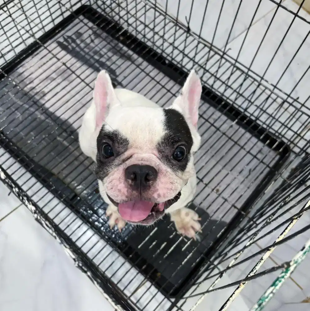 French Bulldog tatto vaksin lngkap .no minus. Srt blm ketemu ya