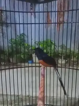 Burung murai medan