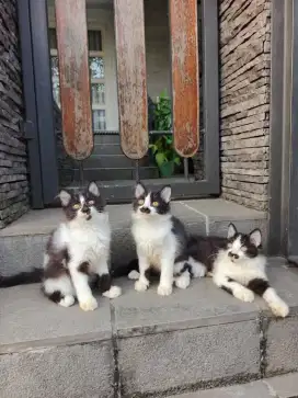 Lepas Adop Kitten Persia