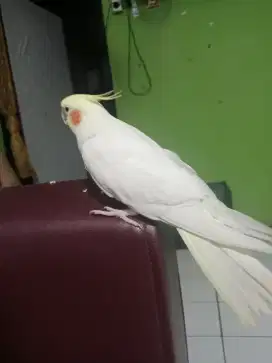 Burung park it Australia warna bagus dan menarik