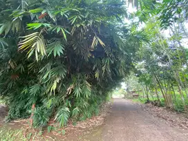 Jual Kebun Bambu Cibening Purwakarta LT 2200 AKSES MOBIL