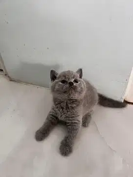 British short hair pure