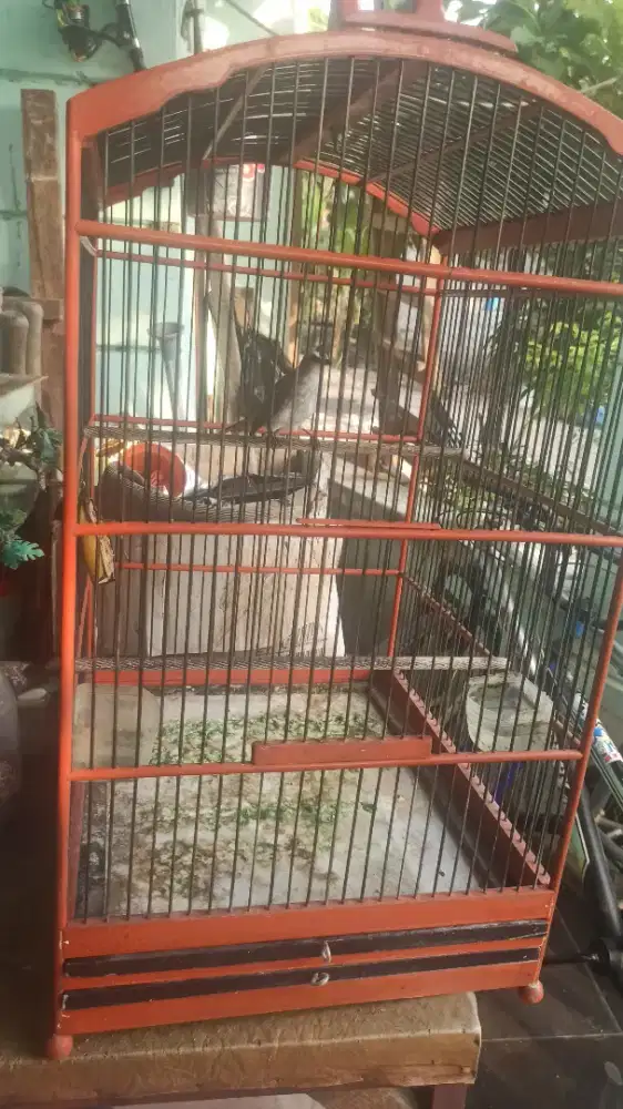Burung trucukan