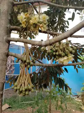 Tanah murah isi buah buahan 8200 m