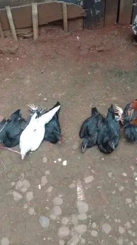 Jual ayam kampung frest