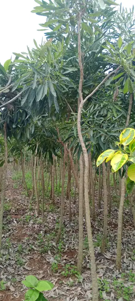 Pohon tabibuya bunga kuning