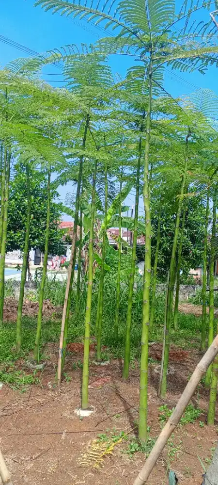 Pohon pakis brazil 3 meter
