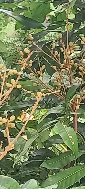 Dijual kebun buah durian dan kelengkeng sdh berbuah kelapa