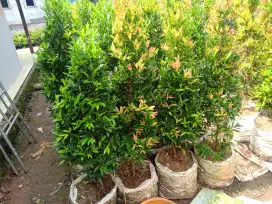 Pohon pucuk merah tinggi 1 meter