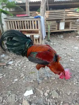 Ayam pelung jantan body big full