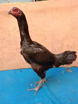 Ayam betina body big koytrad lagi nelor