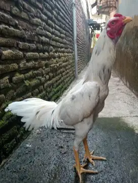Ayam plucker Silangan koytrad