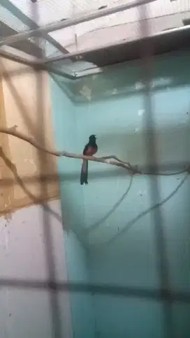 Mangga gutan 3 larsan gacor mulus