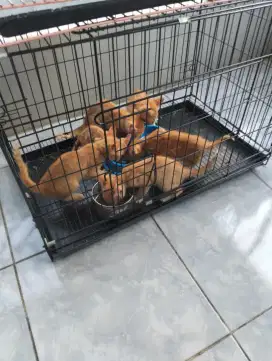 Kucing kitten domestik