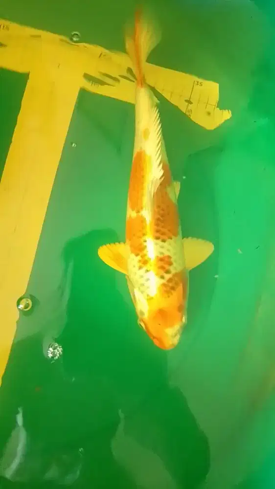 Ikan koi jenis Kujaku 36cm pola bagus