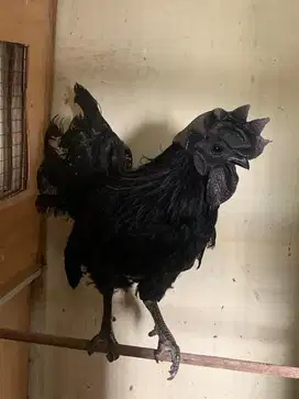 ayam cemani dewasa paket ternak