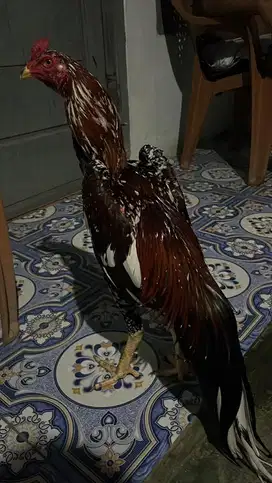 Ayam bangkok mewah