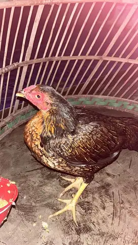 Ayam bangkok betina mewah