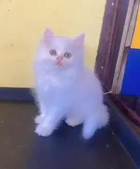 Kucing ras persia kitten putih gembul