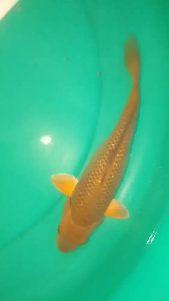 Ikan koi jenis Cagoi 30cm warna tembaga