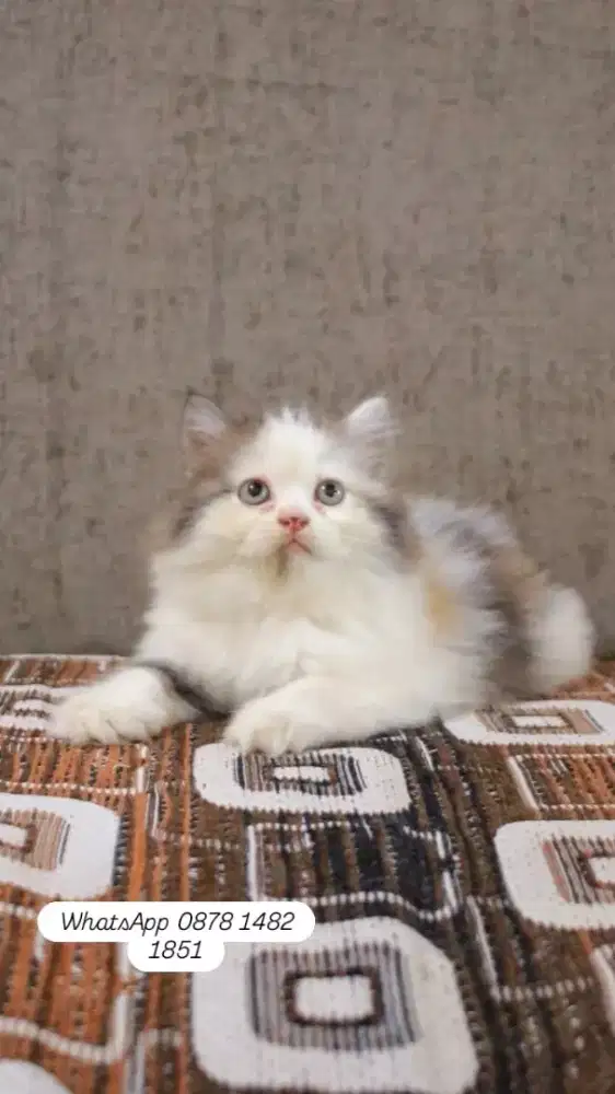 adopsi kucing persia