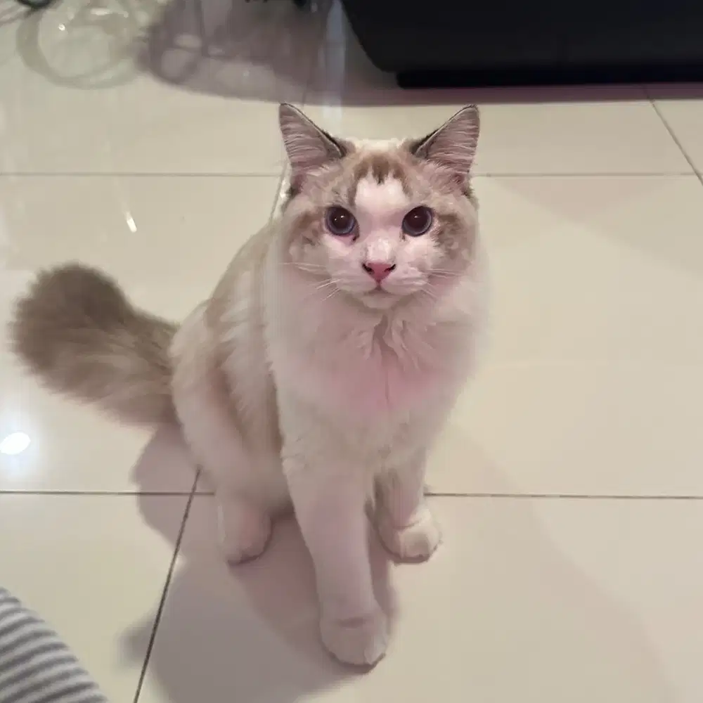 Ragdoll Pedigree