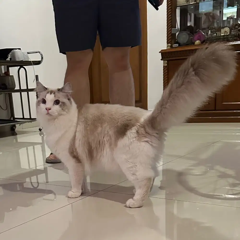 Ragdoll Pedigree