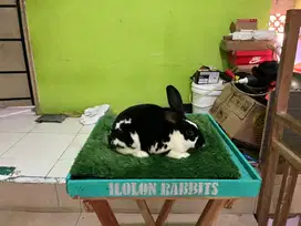 Kelinci Rex Bulu karpet Bulu Halus, Rex