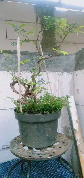 Bahan Bonsai asem jawa