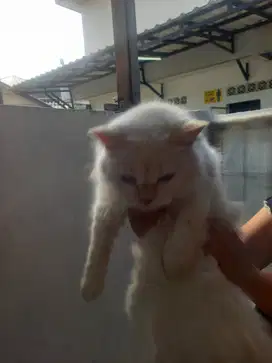 Kucing ras betina putih