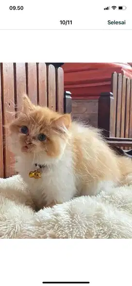 KUCING KITTEN PERSIAN LONGHAIR BULU KAPAS