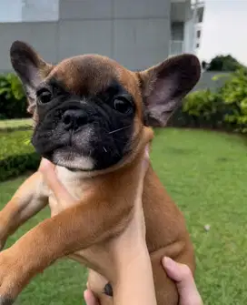 French Bulldog | Frenchie Puppy