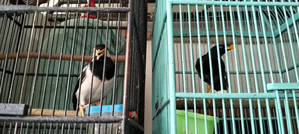 Jual 2.Burung Jalak Uret+ Kebo.