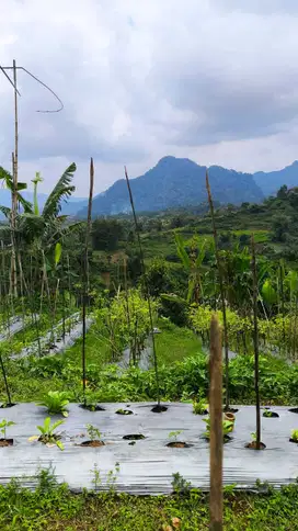 di jual tanah kebun subur dan murah di sukajaya bogor