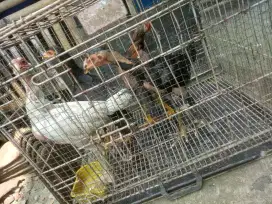 Jual ayam 4ekor jenis BK usia 3bln 2jantan/2betina lokasi Bintaro