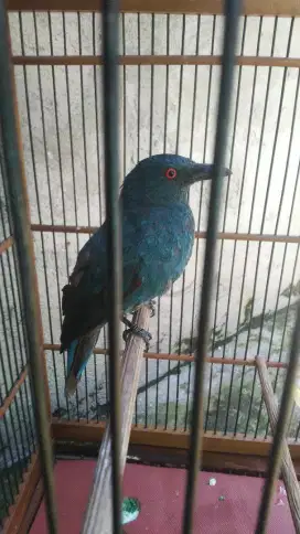 Cucak biru & kandang hariannya