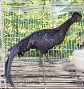 Jual bekisar cemani / bekicem mulus 7blnan rajin kokok suara kencang
