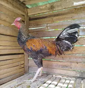 Jual ayam bekisar jali emas 7 bulanan belajaran kokok awal bagus