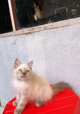 Kitten himalaya jantan