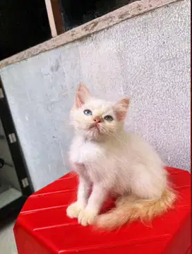 Kitten himalaya jantan