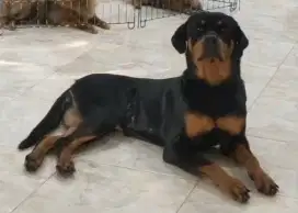 Rottweiller betina dewasa