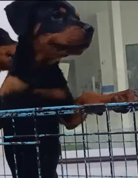Rottweiller female