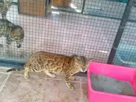 Kucing Persia ras