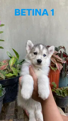 Ready anjing husky